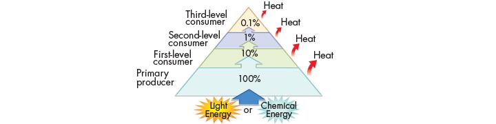 Pyramid of Energy: most of the energy used on life processes Remaining energy released