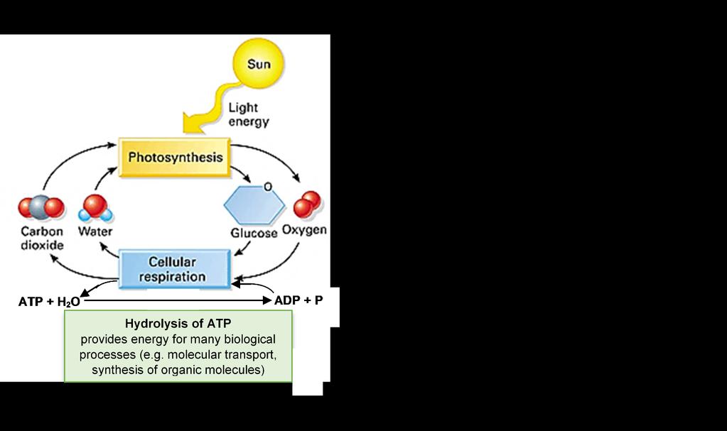 Photosynthesis and Cellular Respiration Understanding the Basics of Bioenergetics and Biosynthesis 1 This figure shows the processes that plant cells use to provide the energy needed for many of the
