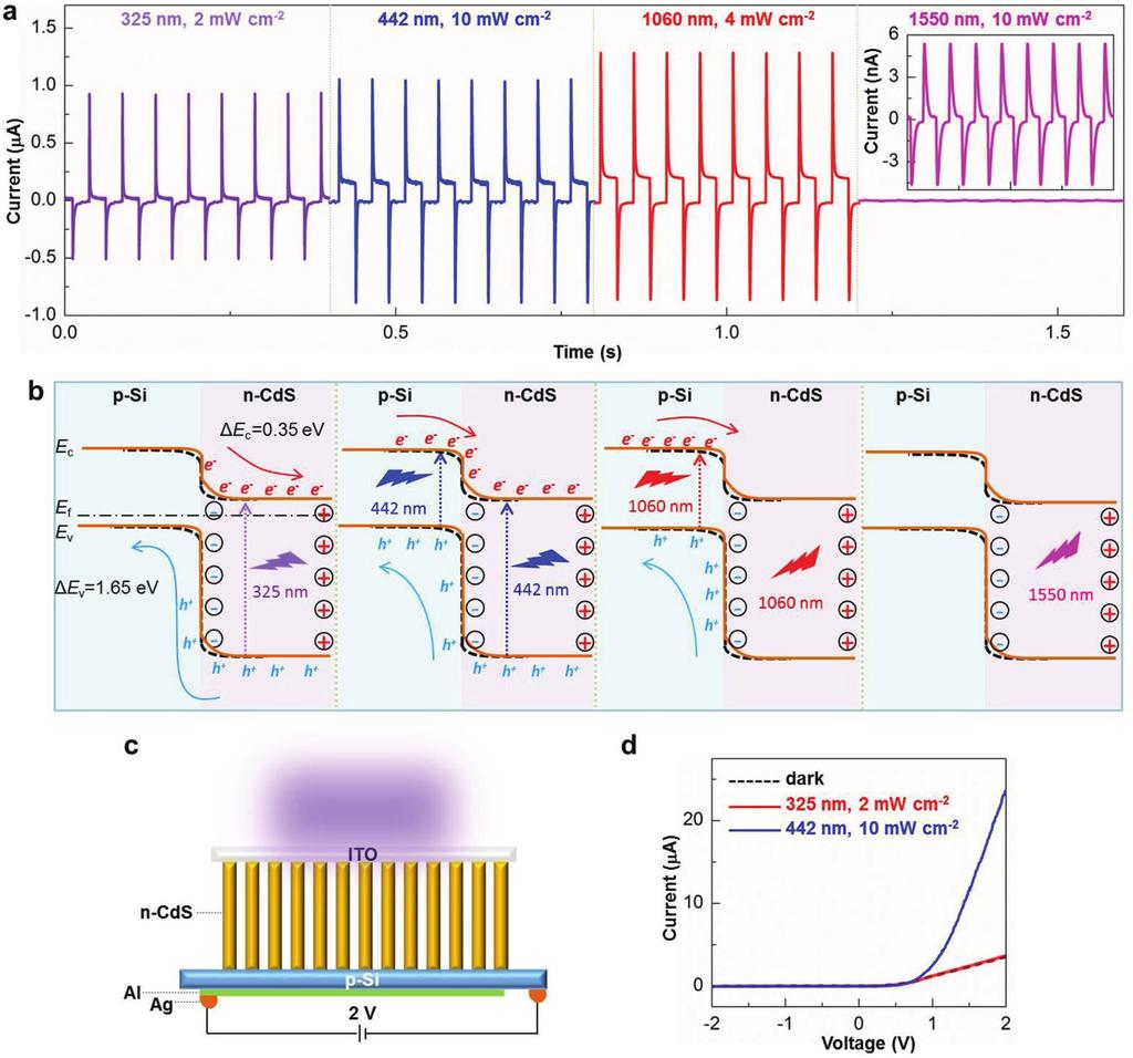 Figure 2. Broadband response of the self-powered p-si/n-cds heterostructure flexible PD.