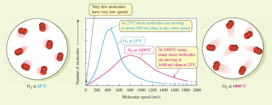 The Kinetic-Molecular Theory The kinetic energy of the molecules is proportional to the absolute temperature.