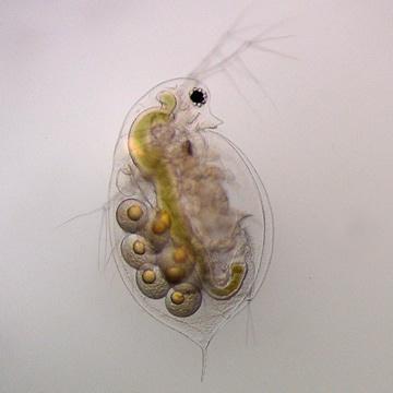 Figure 1: Microscopic picture of Daphnia ambigua (mature) Looking at Figure 1, you can tell it s mature by the four eggs located on its back.