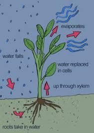 Moisture 90% of plant tissue is made of mostly