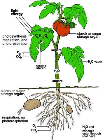 Plant Processes Photosynthesis Respiration