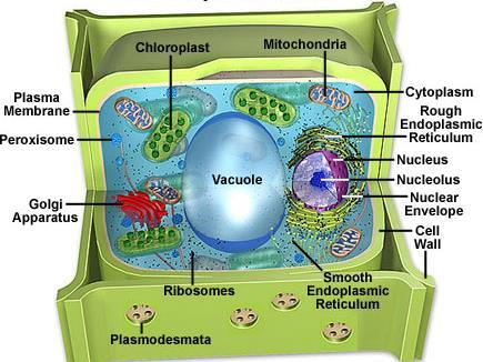 Plant Cells Are the basic unit of life.