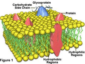 Plasma Membrane Surrounds protoplasm and allows for