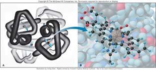 transition metal complexes in biology END oxyheme deoxyheme 73 74