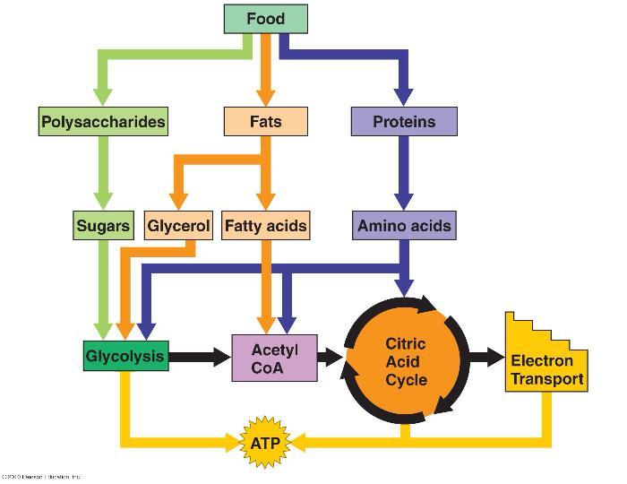 The chain works as a chemical machine, uses energy released by the fall of electrons to pump H+ across the inner mitochondrial membrane. These H+ are used to make ATP!