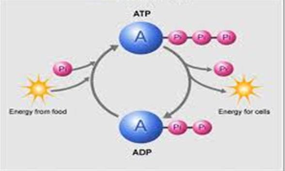 ATP 100% Renewable Energy All living things rely on one source of energy to do all things from building molecules to flexing muscles = ATP (Adenosine Triphosphate).