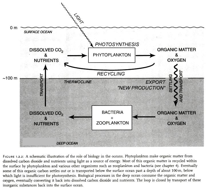 RESPIRATION Modified from Sarmiento & Gruber 2006 Food Web Structure Different N Sources New Production NO 3 as N source (from diffusion/upwelling from below and from the atmosphere via nitrogen