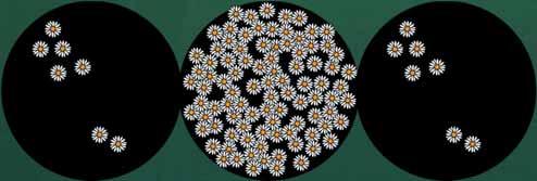 Temperature affects the number of daisies. At 25 C (77 F) many daisies cover the planet.