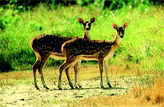 the Sundarbans