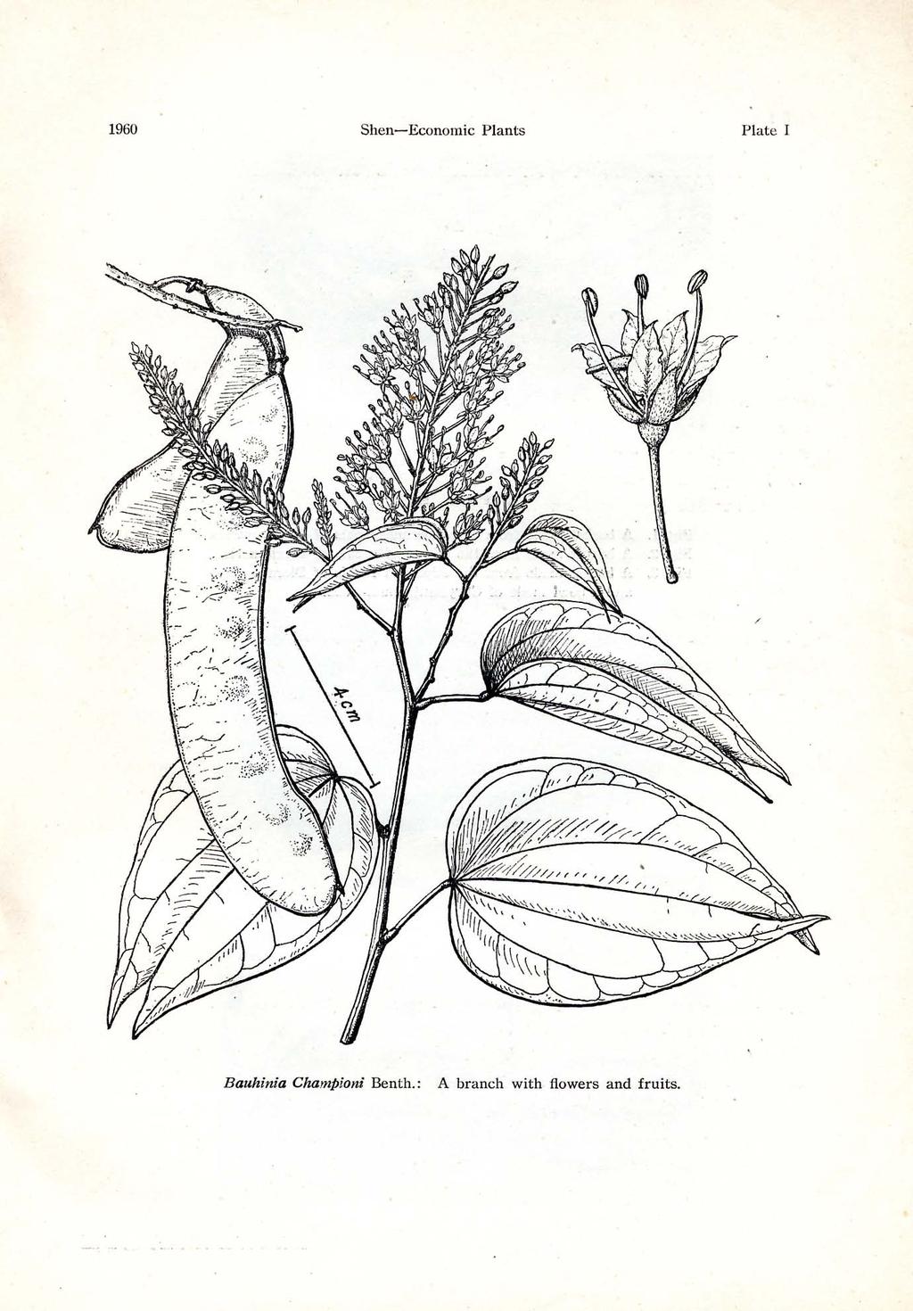 1960 Shen-Economic Plants Plate Bauhinia