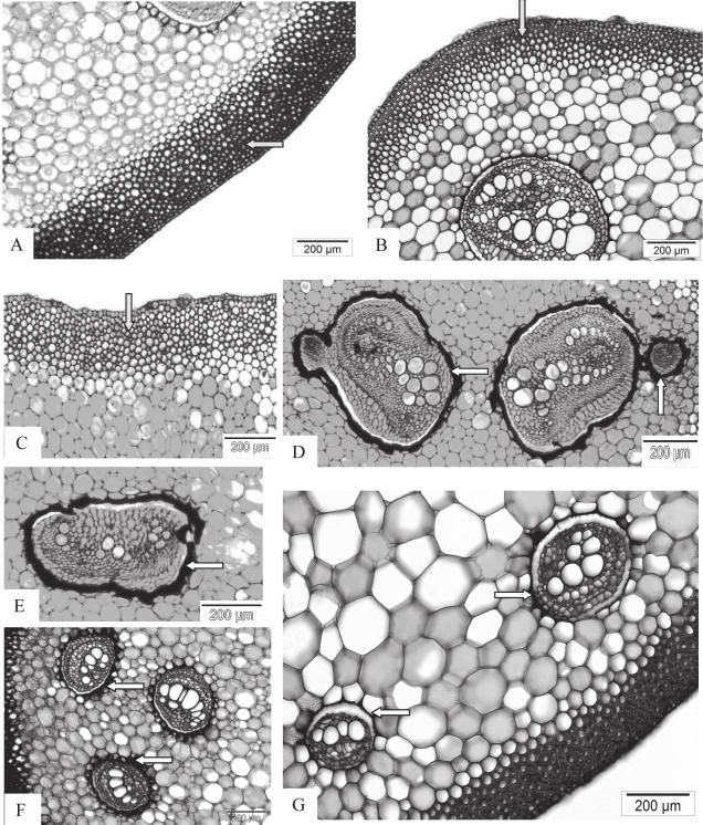 SYSTEMATIC SIGNIFICANCE OF STIPE ANATOMY Blechnum L. SPECIES 125 Fig. 4: Stipes cross sections: Presence of sclerenchyma cells underneath epidermal cells (yellow arrow) in A) B. finlaysonianum, B) B.