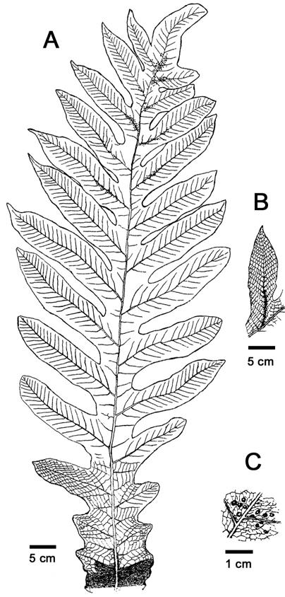 BOONKERD SPECIES OF GENUS AGLAOMORPHA IN THAILAND 53 DISCUSSION FIGURE 4. Aglaomorpha heraclea (Kunze) Copel. A. Fertile frond. B. Venation pattern. C. Part of a fertile lobe up to 2 mm diam.