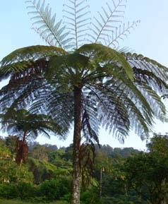 10 4.1.1 Variation of Habit Based on collected specimens there are variation of habit ferns, divided into
