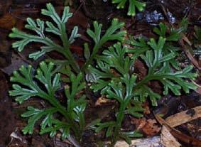 Most of fern have big leaves called megaphyll or frond. Frond of ferns vary in shape and size. There are monomorphic, dimorphic and polymorphic fronds (Figure 8).