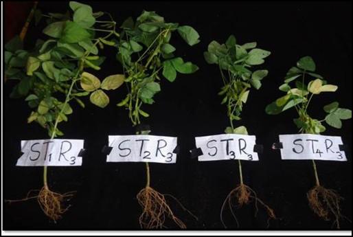 Tropical Agricultural Research & Extension 16(4): 2014 111 of mycorrhizae in Soybean. But the highest seed wet weight of pods was observed in T1.