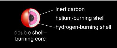 What Will Happen When There Is No More Helium in the Core? A. The core will cool down. B. Carbon fusion will start immediately. C. The star will explode. D.