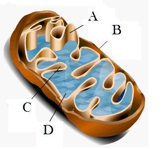Use Figure 3 to answer the next question. Figure 3. An organelle and its surrounding area. 15.