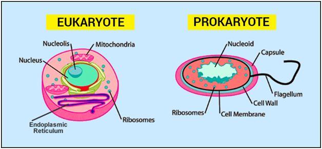 Both cells contain a ribosome which is basically another form of protein which is called RNA instead. Both these cells also use cilia and flagella to move around and or transport.