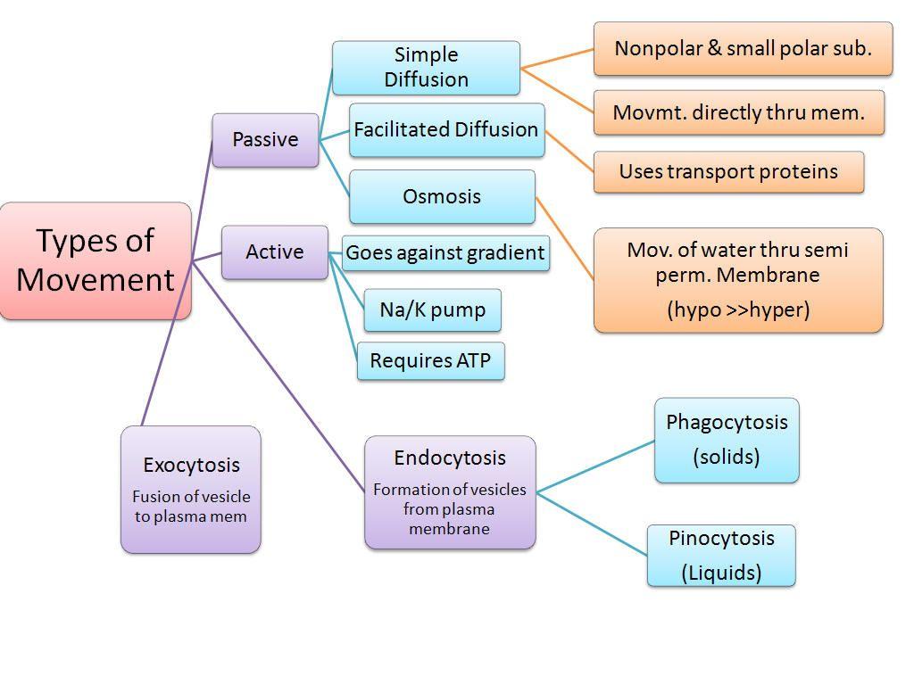 energy-using process.(atp) Endocytosis and exocytosis can occur in the same cell. It is how a cell transports and exports material in and out. 1. Which is an example of a homeostasis mechanism?