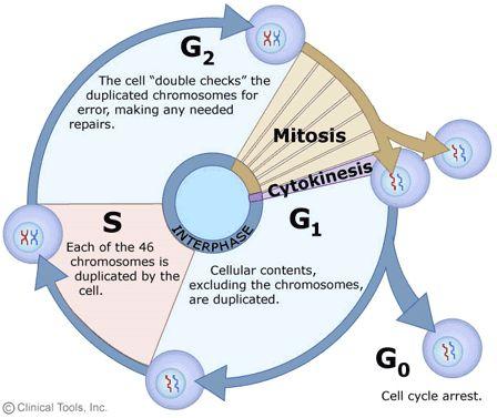 includes periods of preparation for synthesizing copies of cellular components and division. This cycle occurs continuously in most organisms. 1. What role does cytokinesis play in the cell cycle?