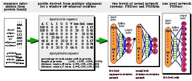 Grundlagen der Bioinformatik, SS 1, D. Huson, June 17, 21 93 Here is a simplified depiction of PHD-sec: input sequence input layer window hidden layer output layer L S W T K C Y A V S G A P 1.