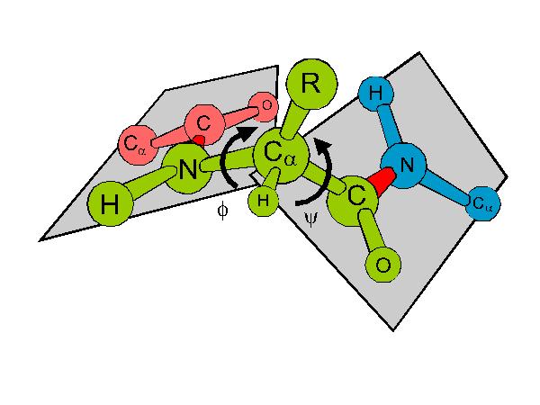 Grundlagen der Bioinformatik, SS 1, D. Huson, June 17, 21 79 R H H O N # C "! N C C H H O R Neighboring amino acids are joined by a peptide bond between the C=O and NH groups.