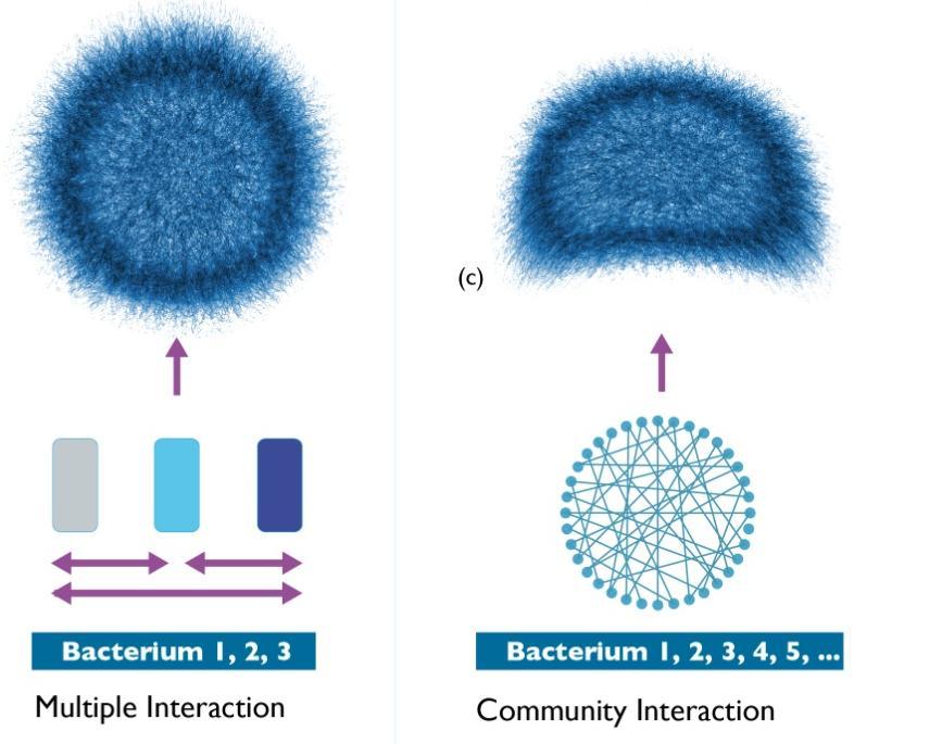 Community Interactions - Suppression Microbial Properties