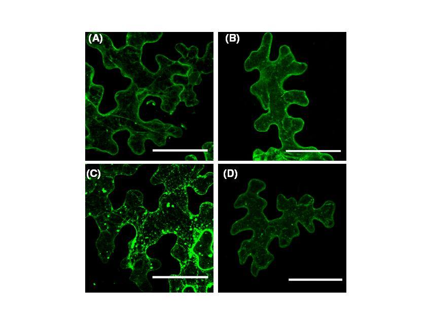 Online Resource 4. Subcellular localization of SlTIL1 and SlTIL2 in agroinfiltrated N 