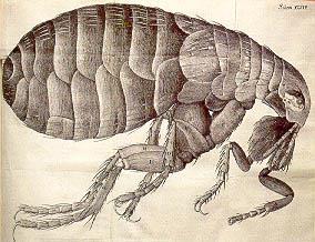 Robert Hooke (1635-1703) Released book of detailed drawings and observations: Micrographia, 1665 Drawing of Flea Hooke had a life-long rivalry with Sir