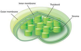 **STRUCTURE OF THE CHLOROPLAST THE