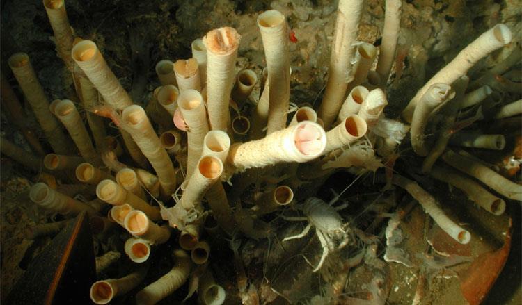 CHEMOSYNTHESIS IS COMMON IN AREAS UNDER THE SEA CLOSE TO HYDROTHERMAL VENTS, IN ORGANISMS CALLED TUBEWORMS.