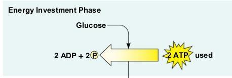Glycolysis and Its Reactants Glycolysis- literally means glucoses splitting so this is the stage of cellular respiration where glucose molecules are split up Enzymes split the glucose molecules into