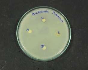 Aspergillus niger Table 2: Result of anti-microbial activity S.