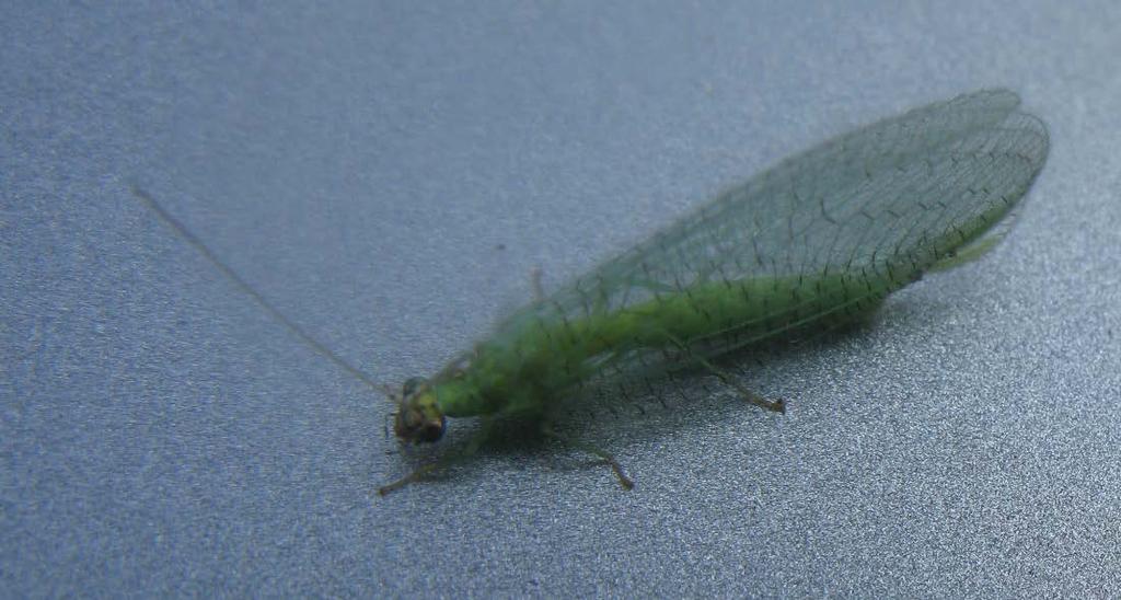 insects) Green lacewing