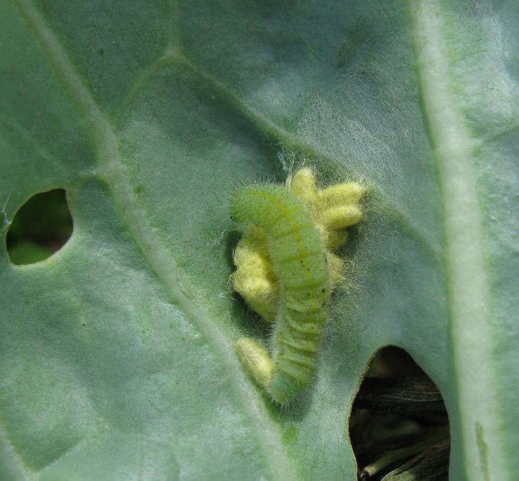 sides of imported cabbageworm larva
