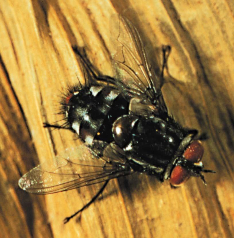 Tachinid fly Trichopoda
