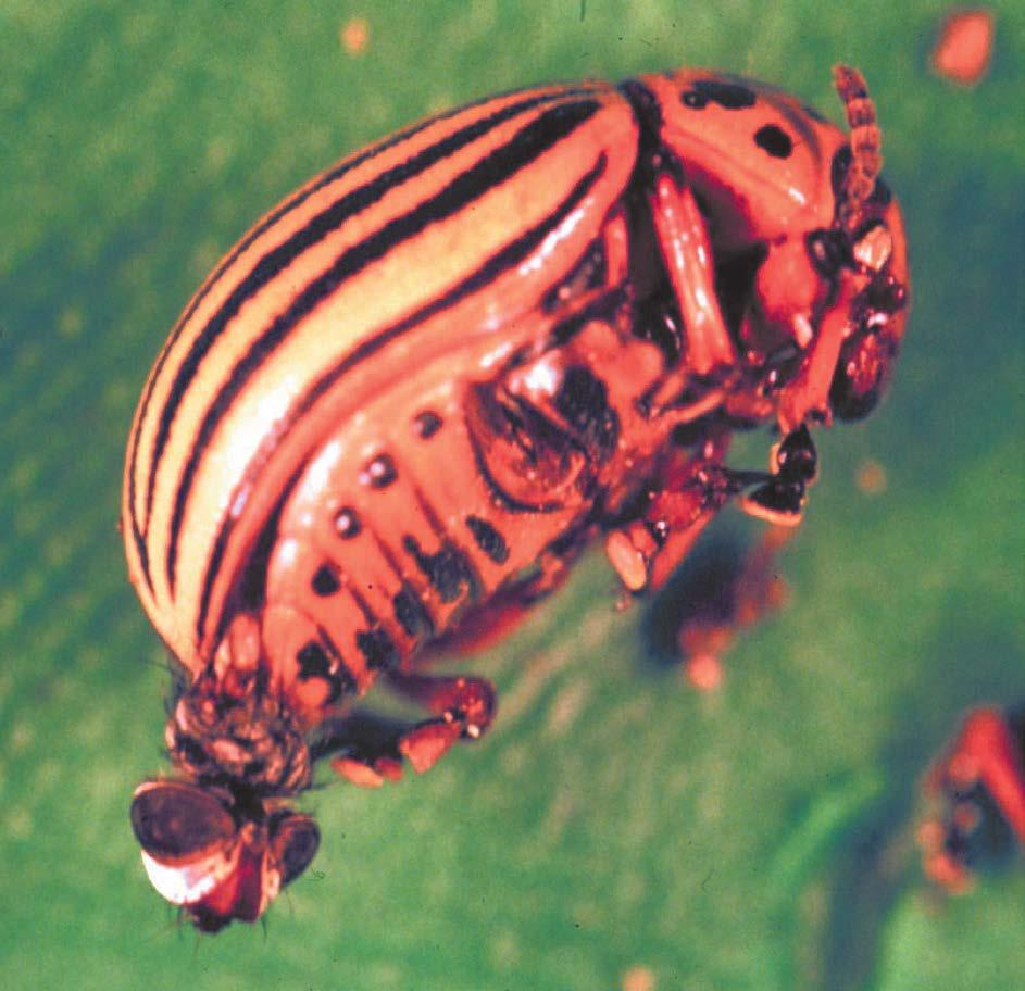 Parasitoids Photo by Rolando Lopez, UMass Tachinid fly