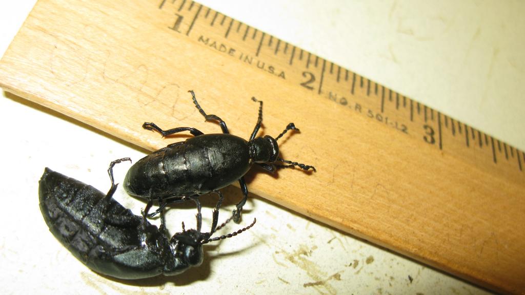 Parasite Short-winged blister beetles, Meloe campanicollis larvae parasitize solitary ground