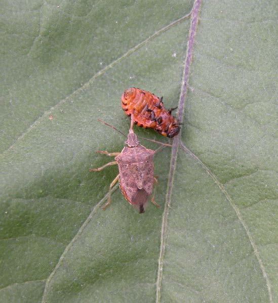 General Predators: Hemiptera (true bugs) Adult