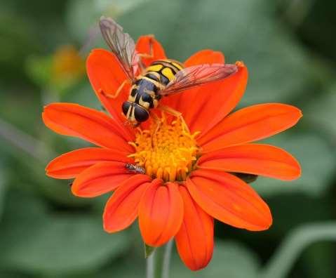 Syrphid Fly on