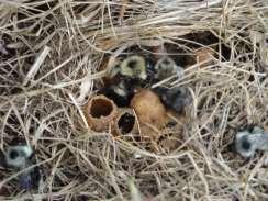 t sting 70% of native bees nest in