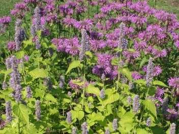 Planting Bee Forage Identify Dearth Times in Bloom Calendar Try and identify the dearth times in the natural bloom calendar in your area which bee plants are already present and when