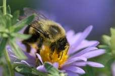 Include Early & Late Bloomers Flowers that bloom in the very early spring provide critical resources for early emerging bees such as bumble bee queens, mining bees, mason bees.