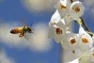 Pollinators: Who