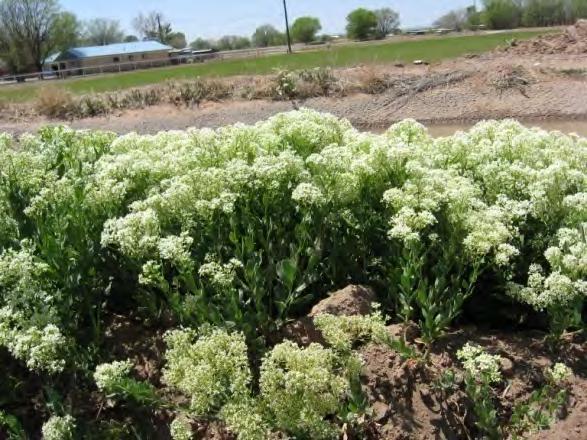 What Is A Weed? A weed is any plant that interferes with the management objectives for a particular site.