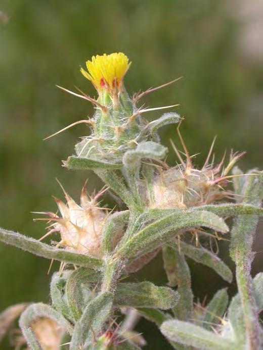 Malta starthistle Winter Annual Stiff, wiry stems, 1 to 3 feet tall. Leaves are green to blue-green, covered with fine hairs. Basal leaves are oval to linear, entire to lobed margins.