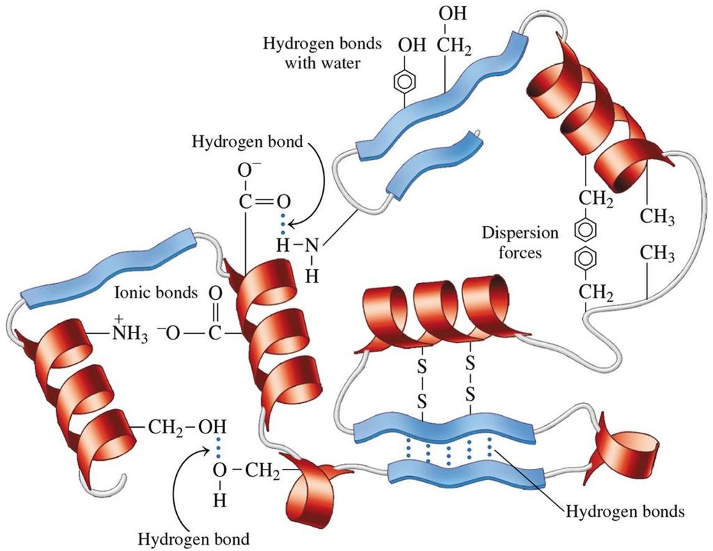Chemistry Link to Health: Attractive Forces, Proteins Hydrogen bonds can also form between the polar side chains of the amino acids on the outside