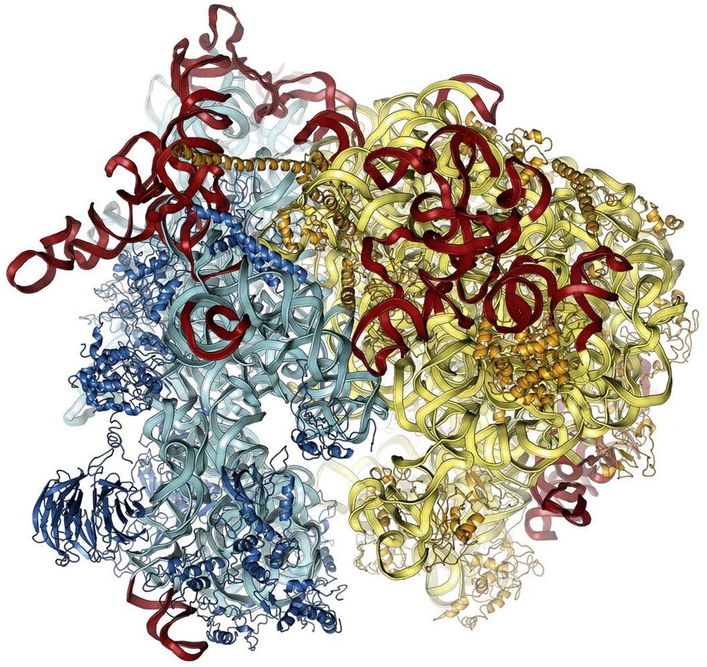 Ribosome: 3D Structure 60S/40S RNA (unique to